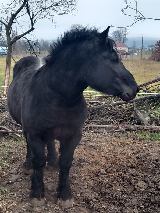 Vând armăsar negru polonez sau schimb