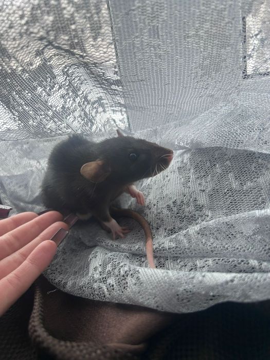 Ищем дом для крысы