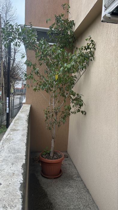 Дърво Бенджамин