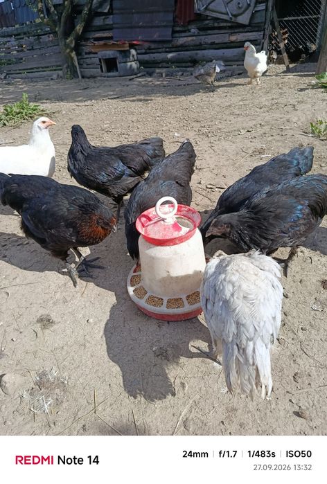 Vând puicuțe tinere