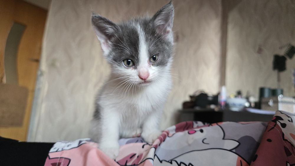 Котята девочки в добрые руки.