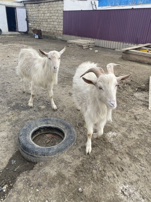 Продам заненскую козёл