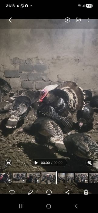 Продам индюков годовалый.