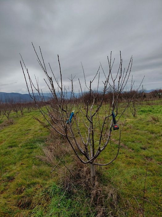 Резитба на овошки лозя асми и др. 2лв по договаряне