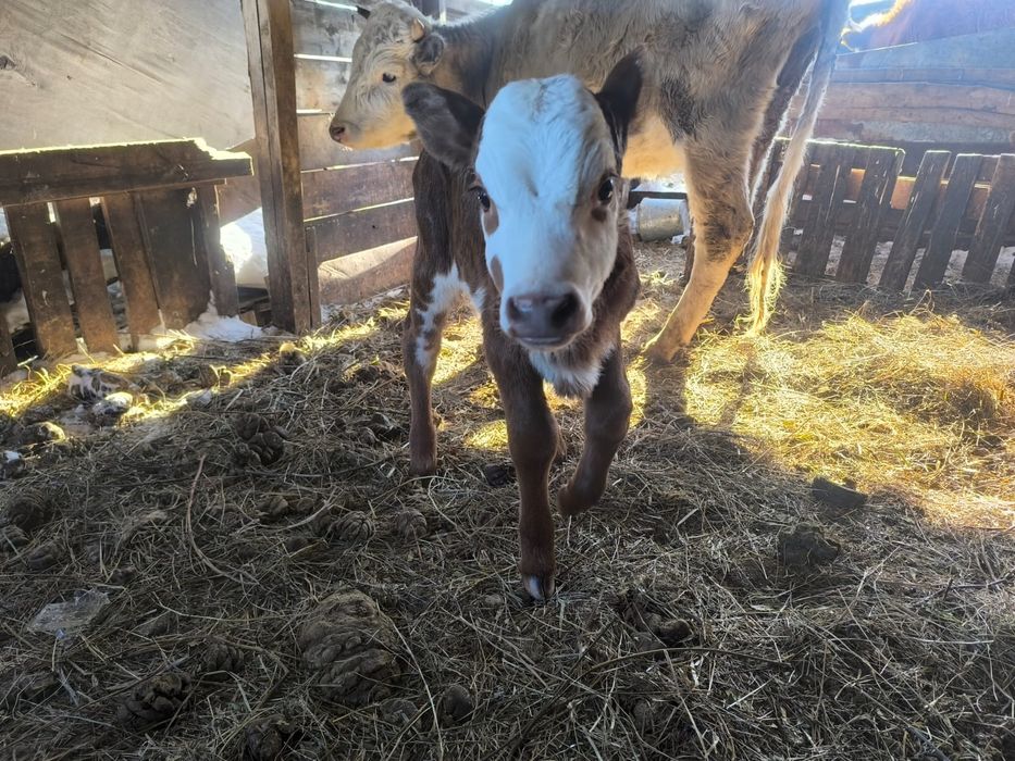 Продам телят 2 недели