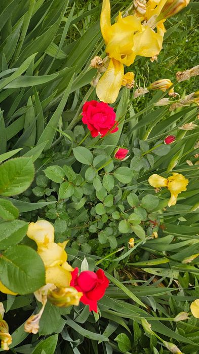 Цветы ирисы розы тюльпаны пионы