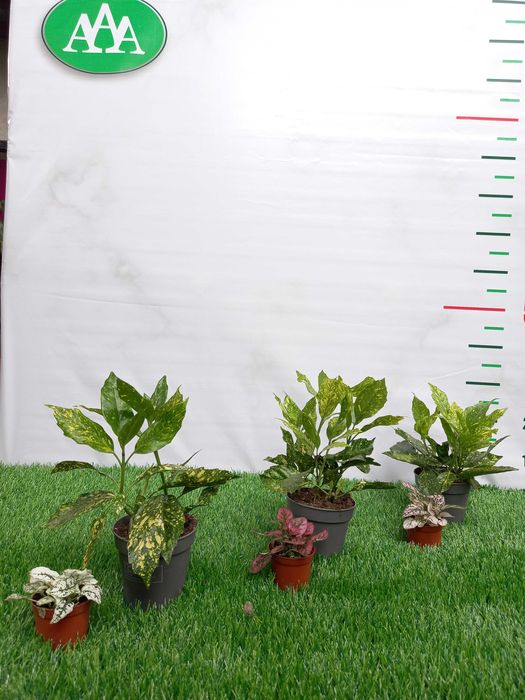 Большой ассортимент КОМНАТНЫХ РАСТЕНИЙ