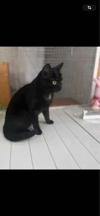 Отдам кошечку в добрые руки