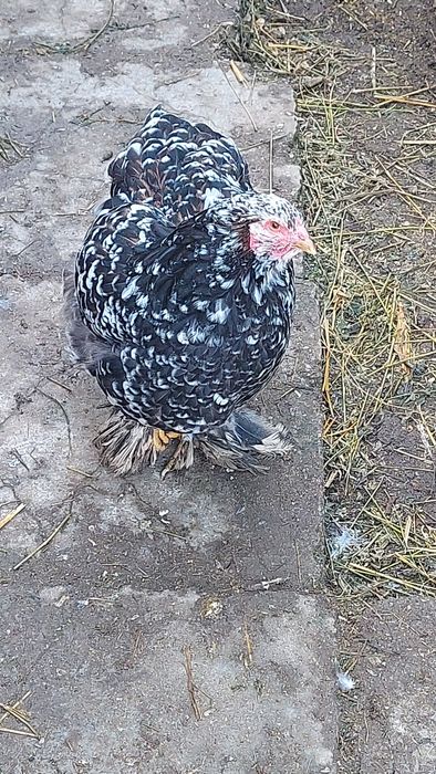 Vând o pereche, cocoș  și o gaina brahma  portelan!