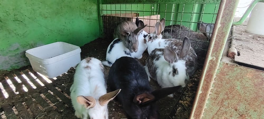 Зайци, домашни зайци заешко месо