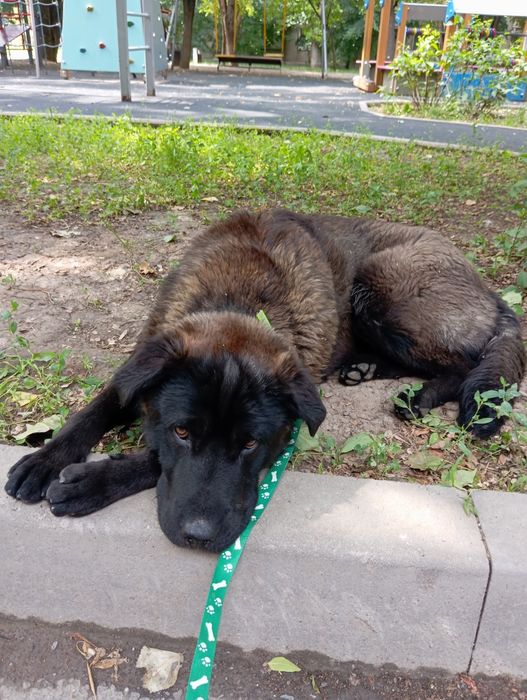 Собака ищет хороший дом