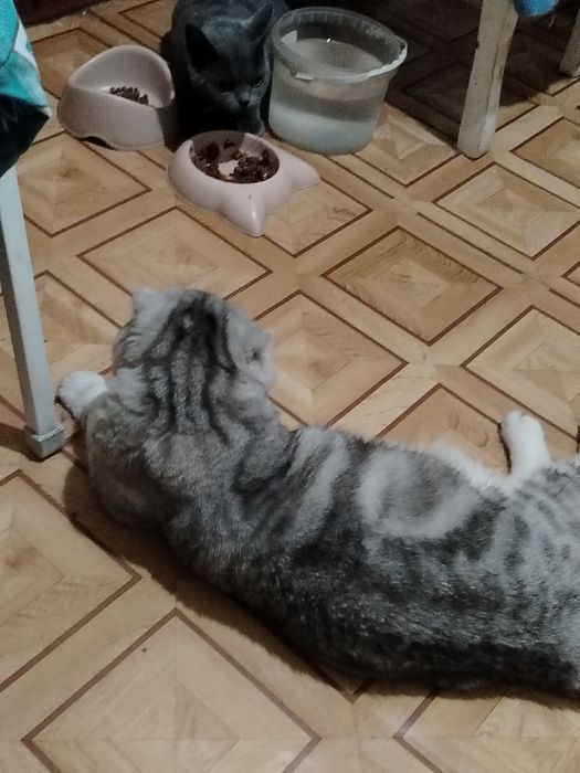 Кот на вязку. Скоттиш фолд.