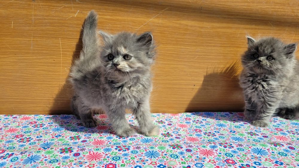 Scottish straight și scottish fold  feite