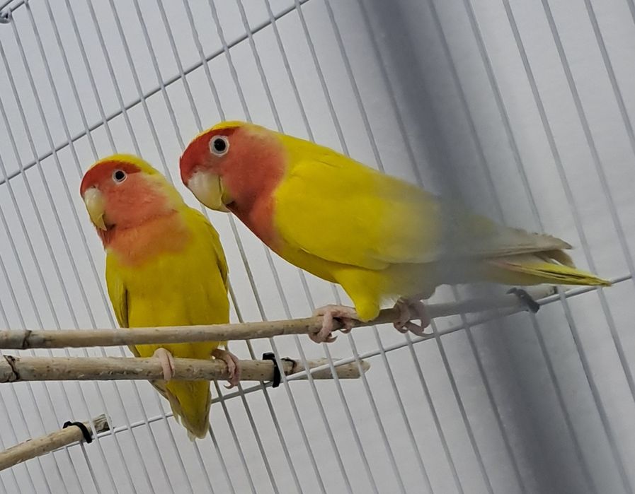 Неразлучник пара взрослый