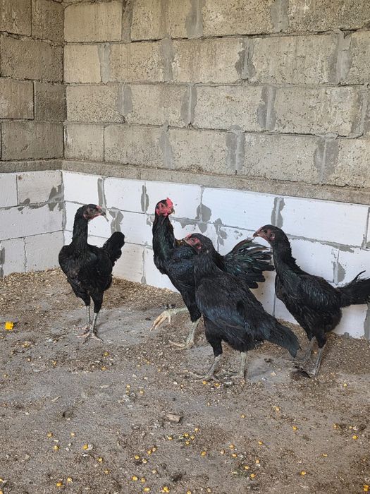 Дакан таук сатылады