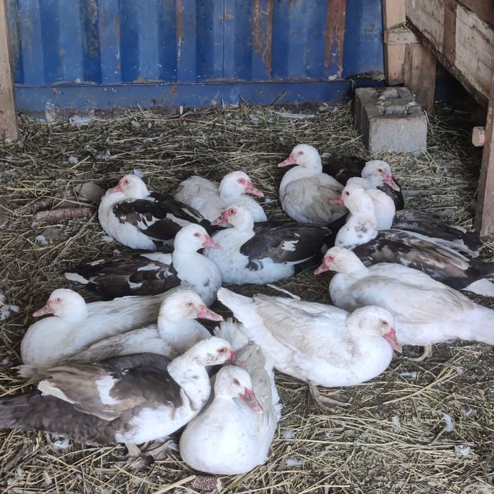 Молодые индоуточки на разведение