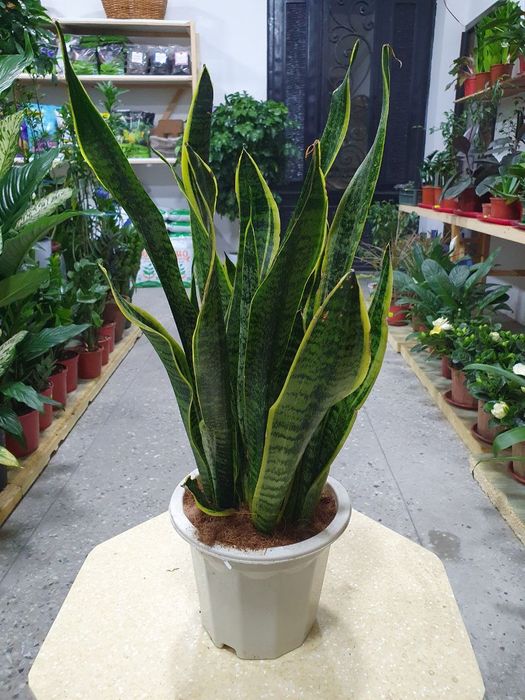 Sansiveriya gold сансиверия голд