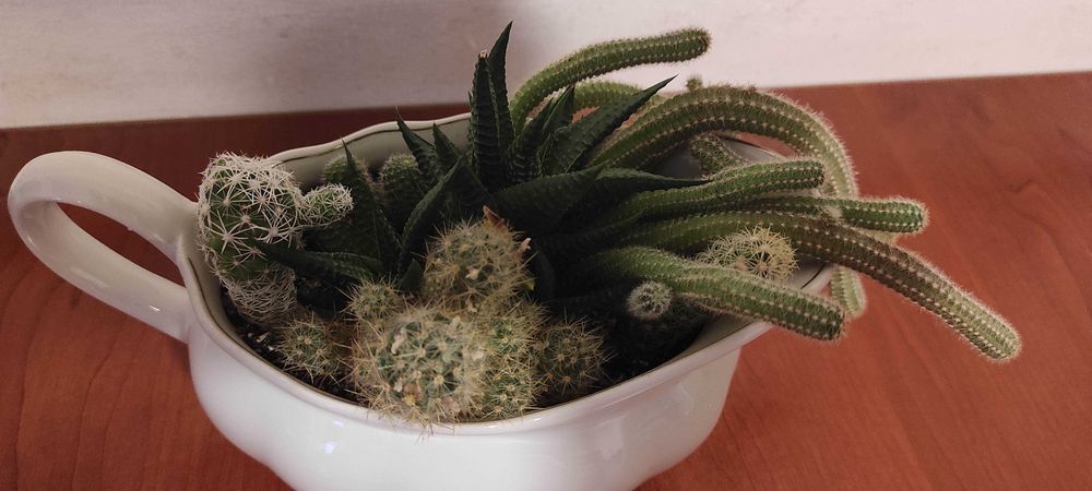 Cactuși in vas ceramica