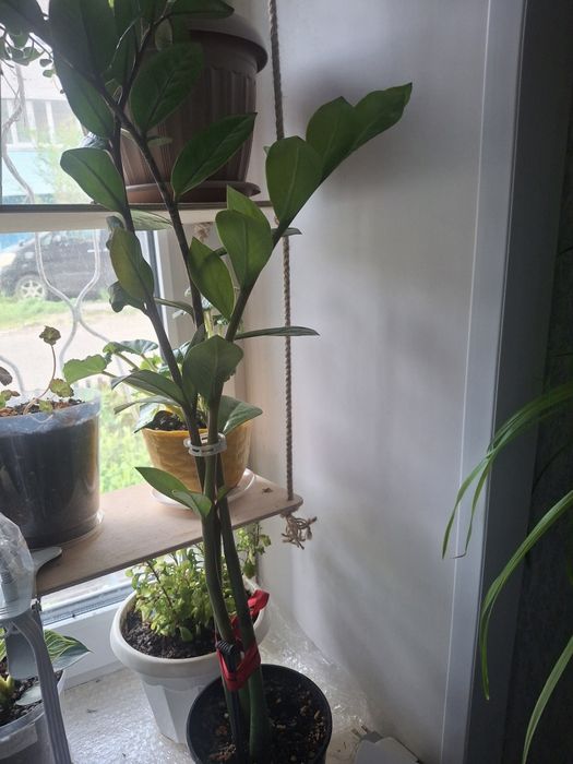 Продам домашние цветы