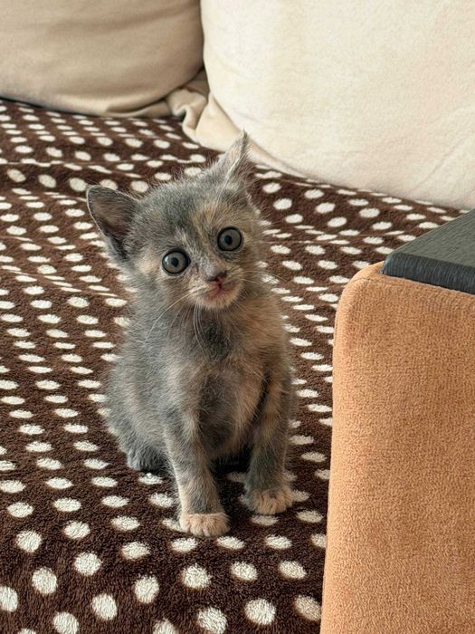 Котенца момче и момиче на 2 месеца търсят дом