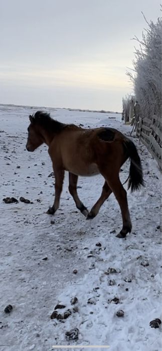 Жабагы жеребята 7-9 месяцев