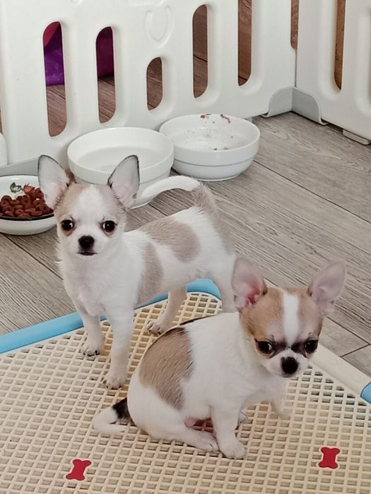 Щенок Чихуахуа -девочка.