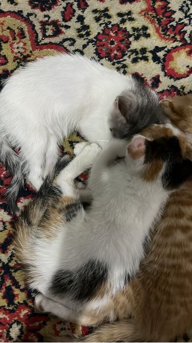 Отдам котят 2 месяца