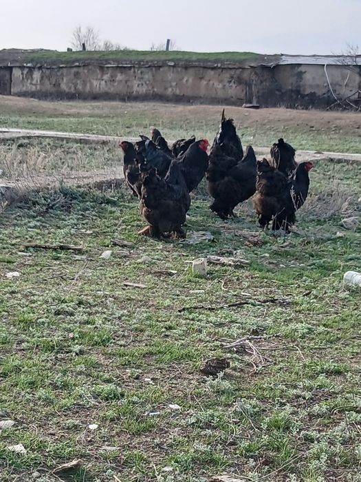 Циплята черного брамы