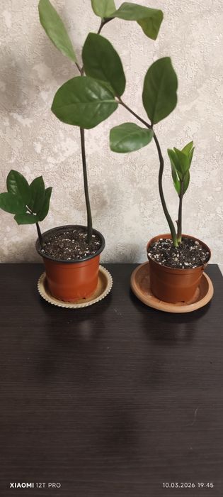 Продам замиокулькас