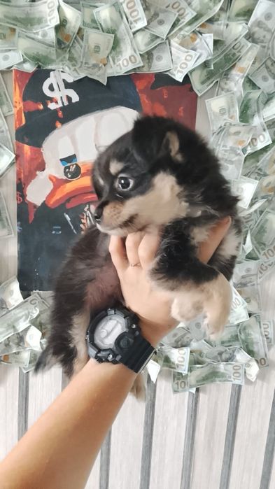 Чихуахуа длинношёрстные щеночки