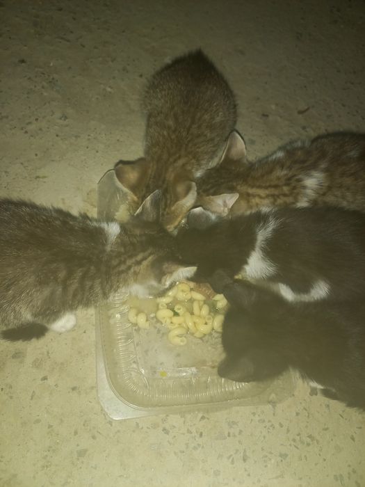 На добрые руки котенки