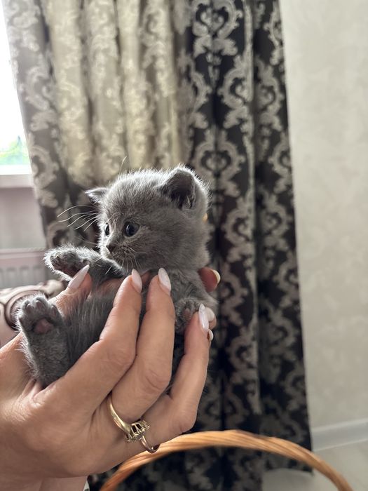 Британские котята