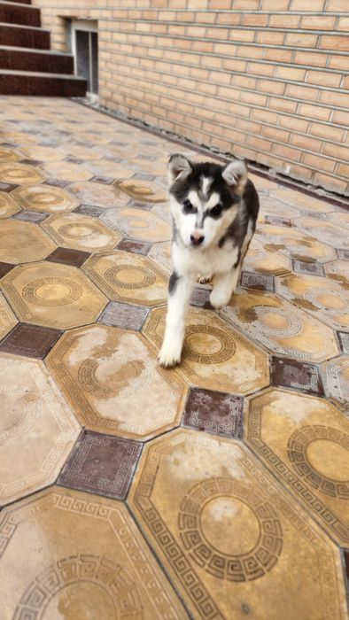 Продаётся собака . СРОЧНО!