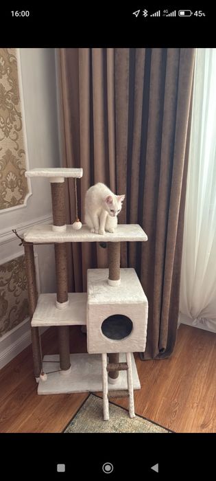 Отдам в дар кошку