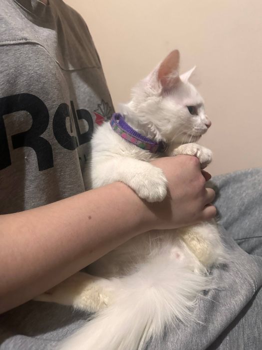 Кошка  породистая