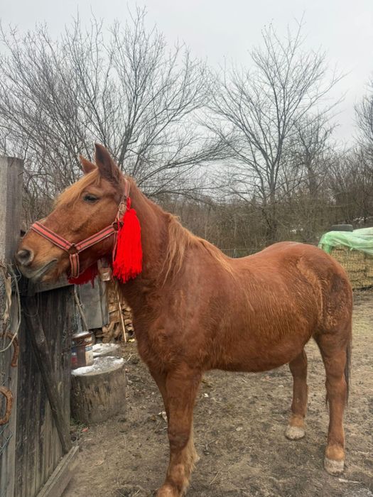 Vând cal. 0721zerozero1308