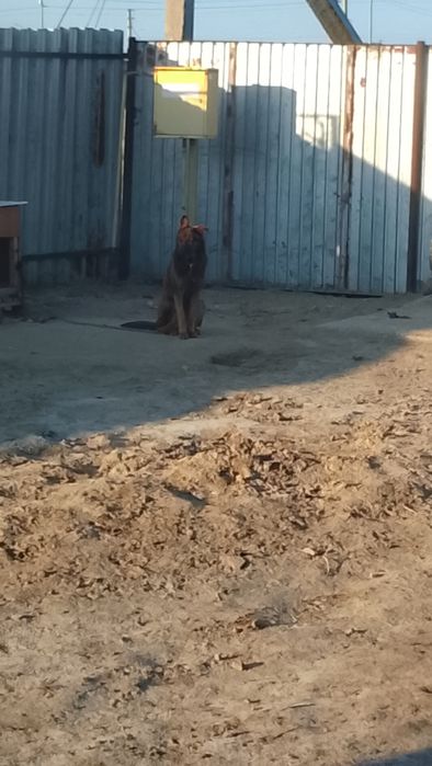 Пропала собака девочка лайкат