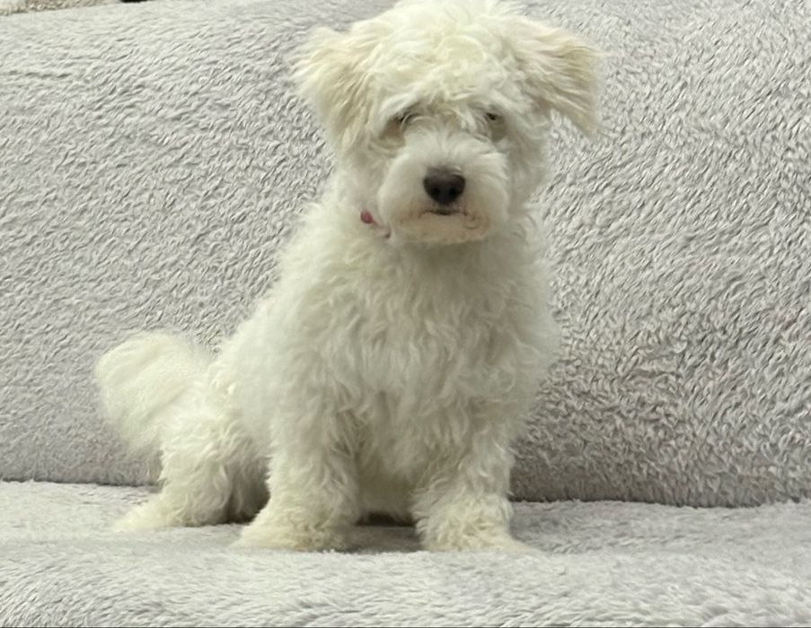 Bichon fetița maltez pedigree 6-7luni