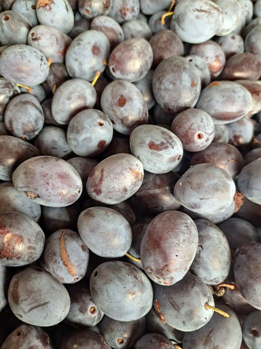 Prune bistrite..