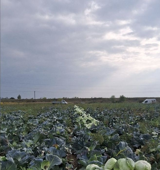 Vand varza de toamna