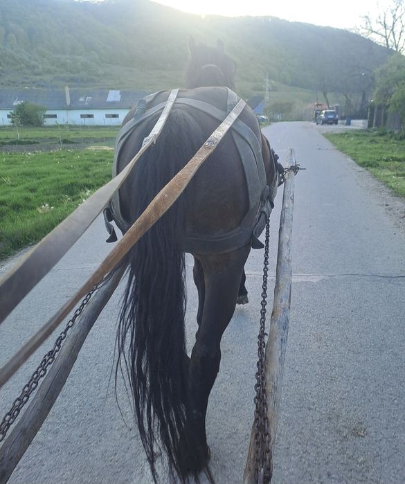Vand iapa de 4 ani