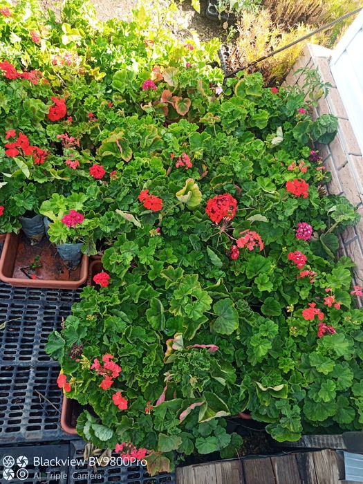 Герань, комнатные цветы