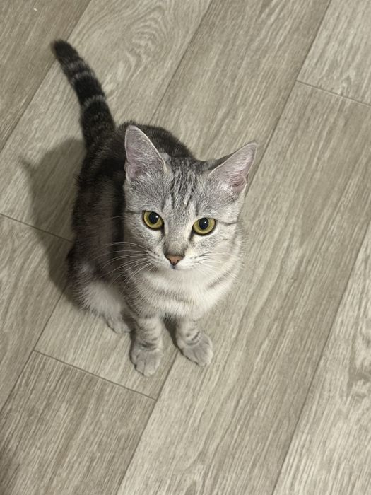 Кошечка для души