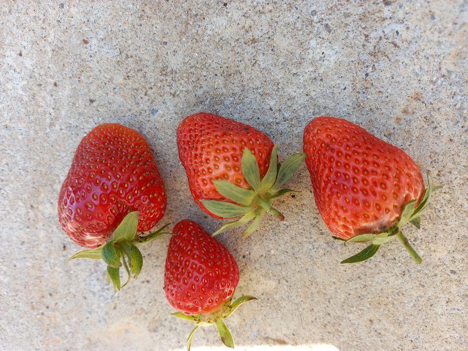 Stoloni răsad căpșuni soi Albion Clery Premial drajoni zmeură și mure