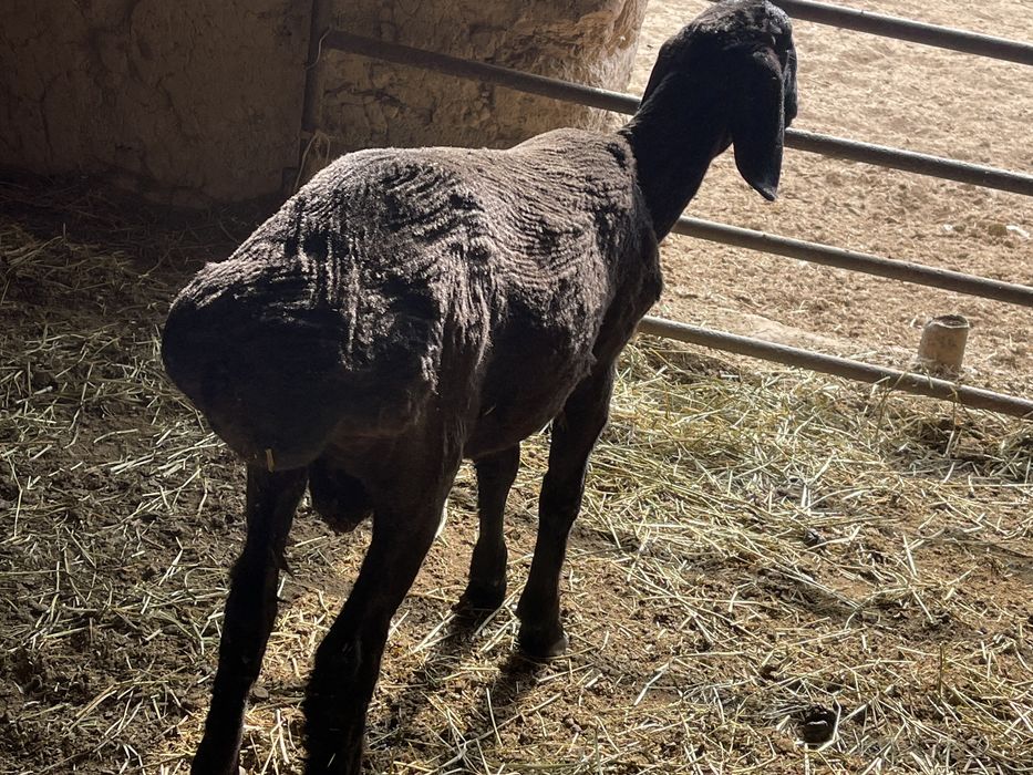 3 қозилар сотилади