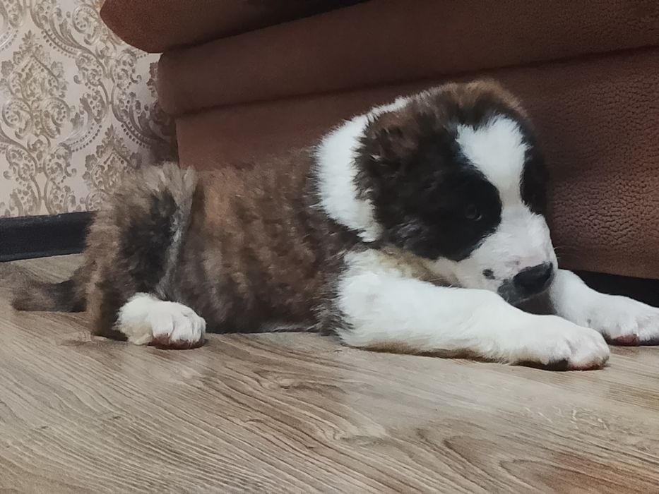 Щенки САО Алабай