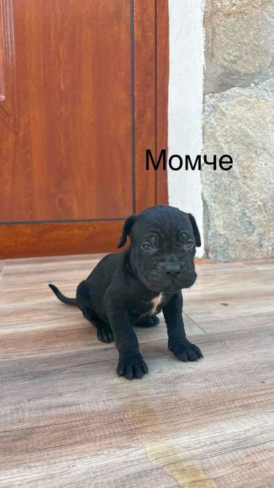 Кучета Кане Корсо