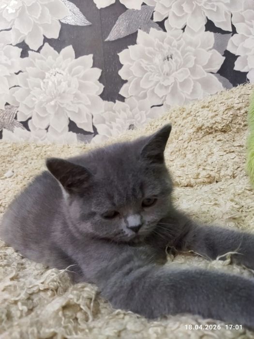 Продается чистокровный британский котенок