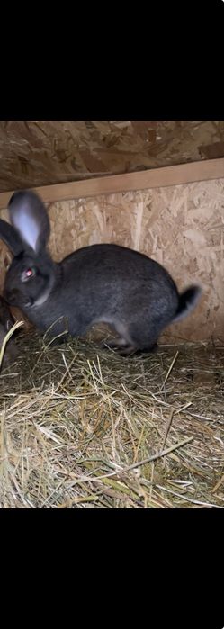 De vânzare pereche  Urias german