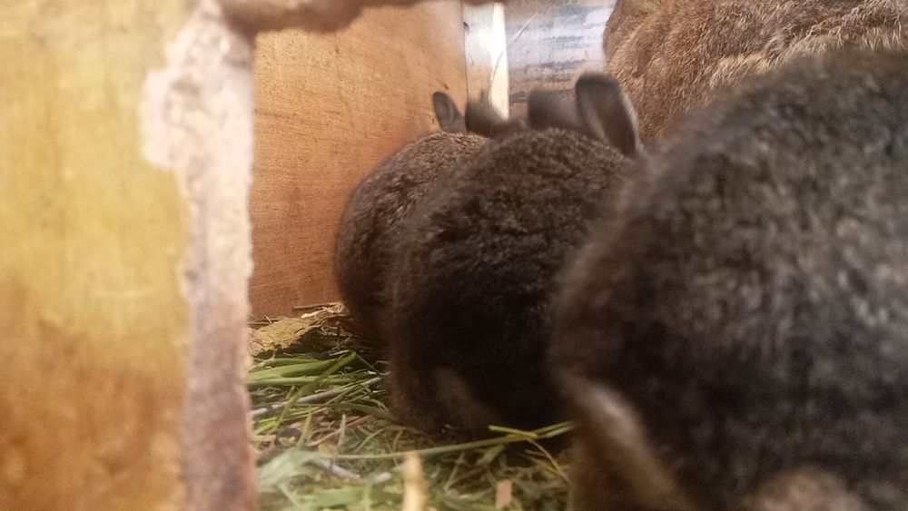 Hama quyon 100 mindan